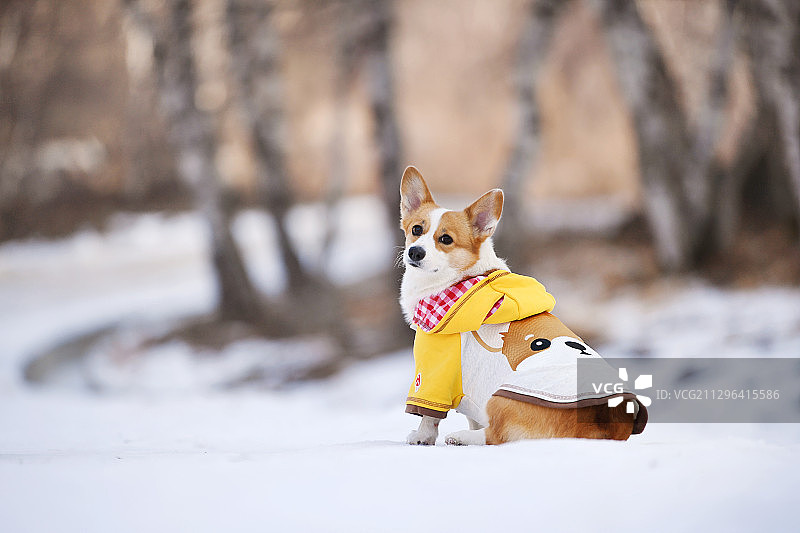 雪地里的柯基犬图片素材