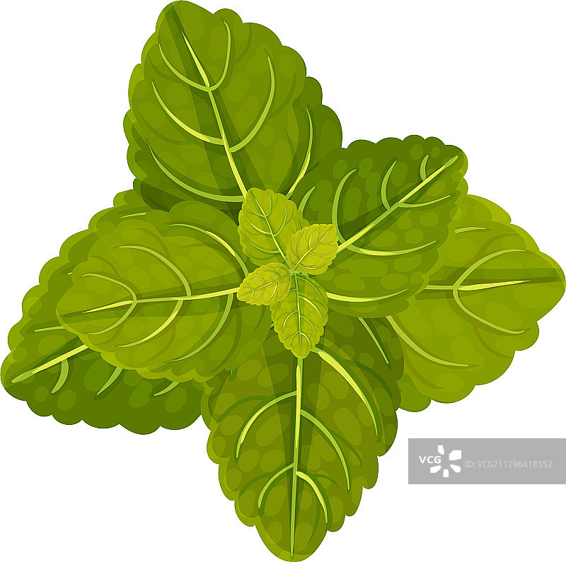 深绿色锯齿状薄荷叶图片素材