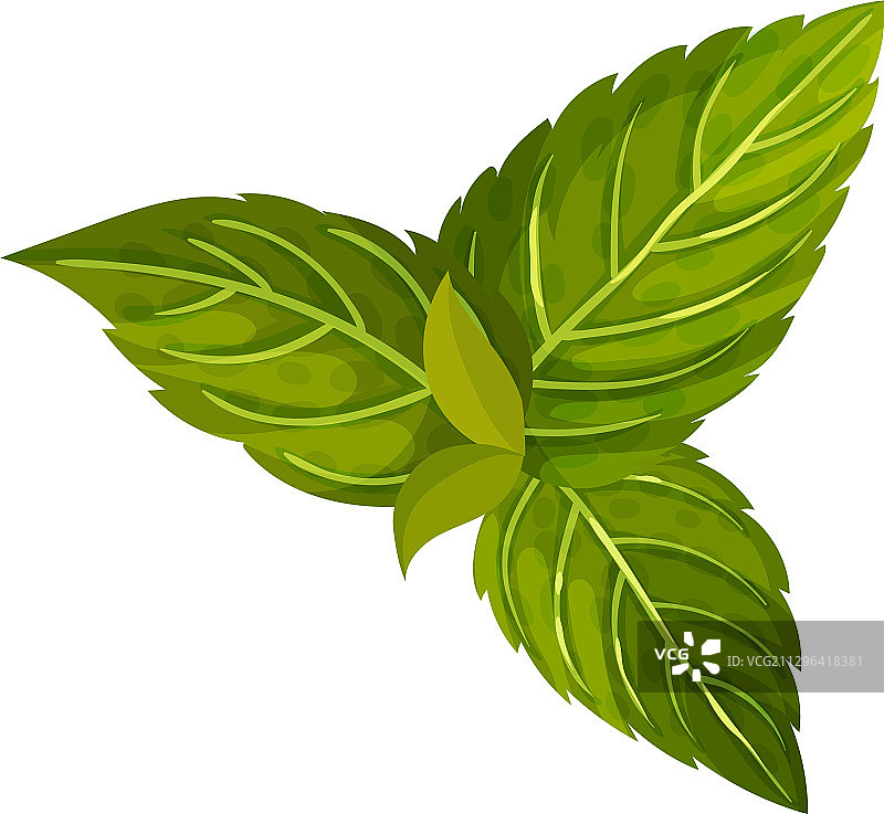 深绿色锯齿状薄荷叶图片素材