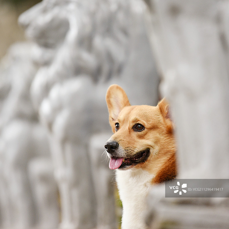 城堡里的柯基犬图片素材