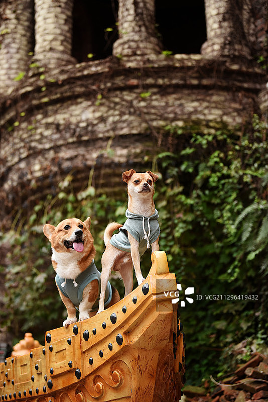 站在船头的小狗和柯基犬图片素材