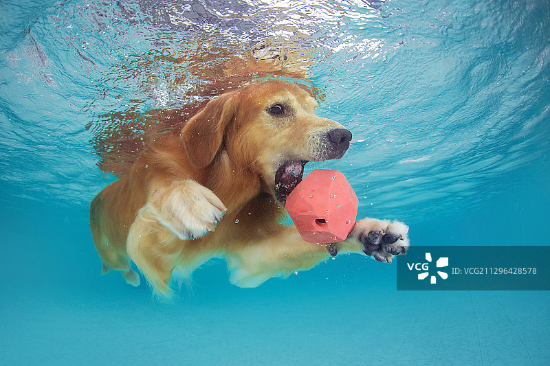 水下的金毛犬图片素材