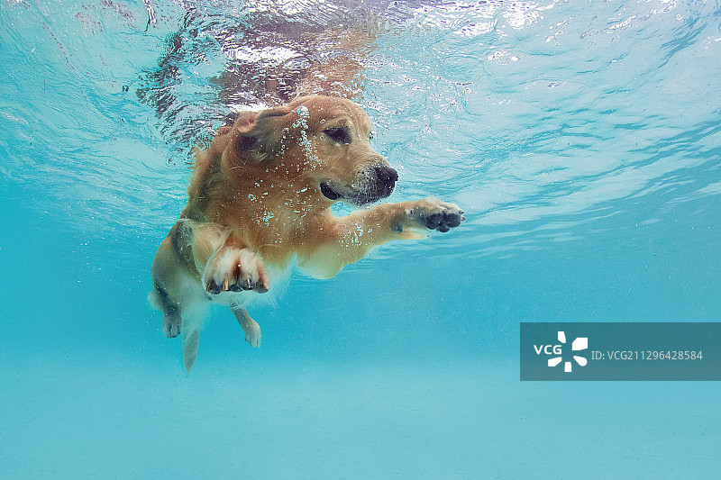 水下的金毛犬图片素材