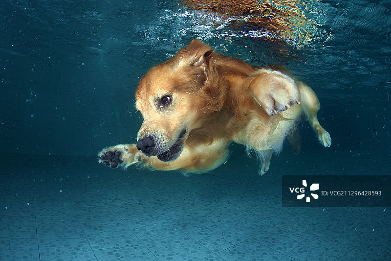 水下的金毛犬图片素材