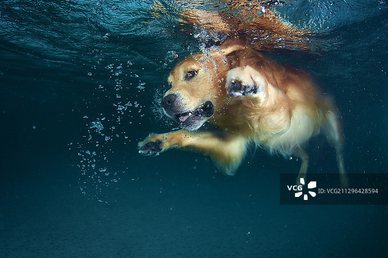 水下的金毛犬图片素材