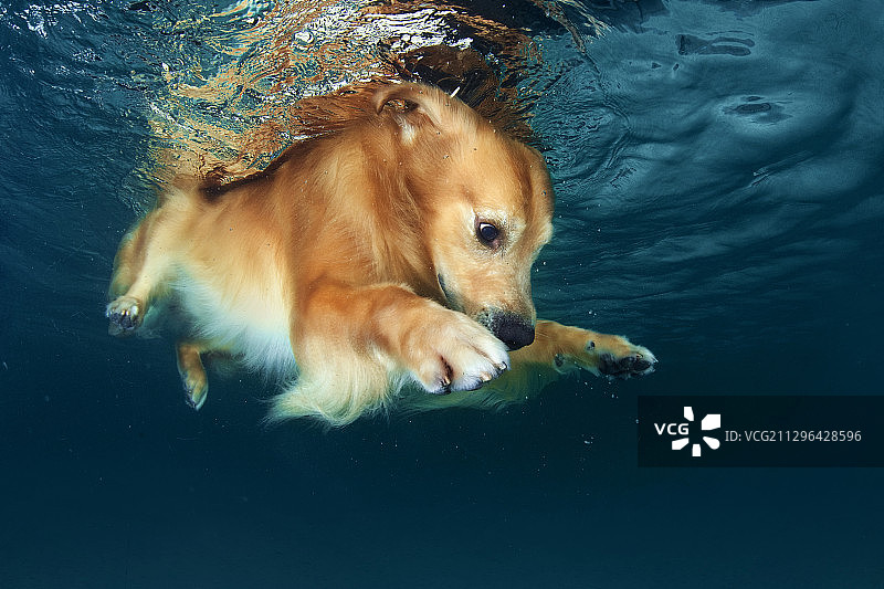 水下的金毛犬图片素材