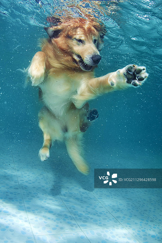 水下的金毛犬图片素材