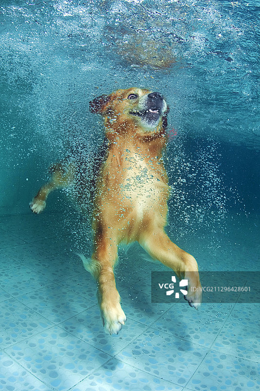 水下的金毛犬图片素材