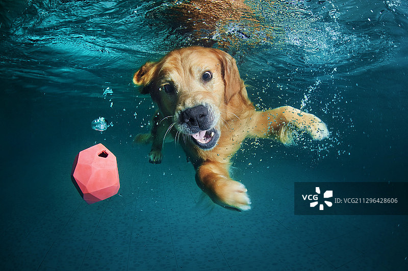 水下的金毛犬图片素材