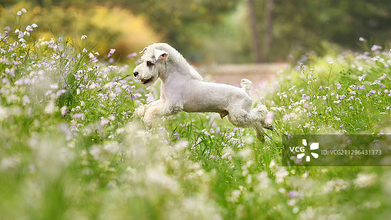 户外玩耍的雪纳瑞犬图片素材