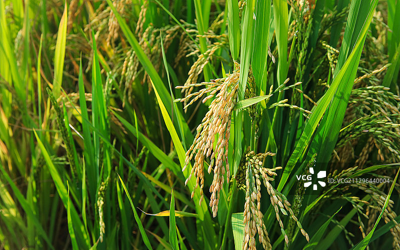 水稻稻穗特写图片素材