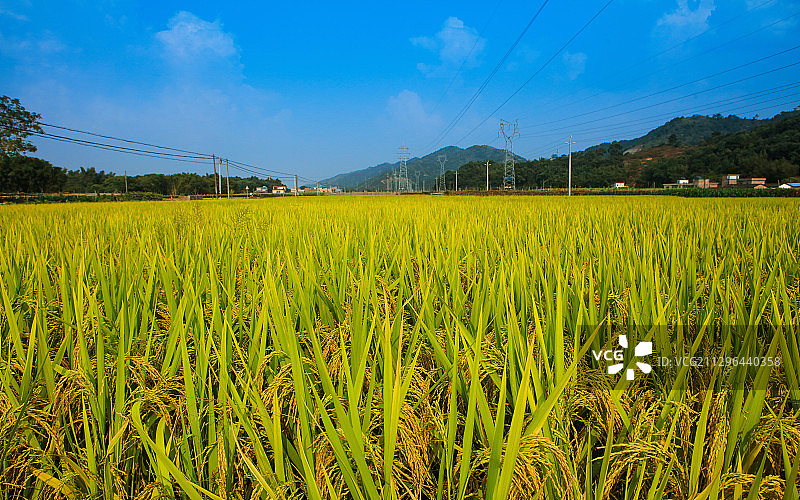 水稻稻穗特写图片素材