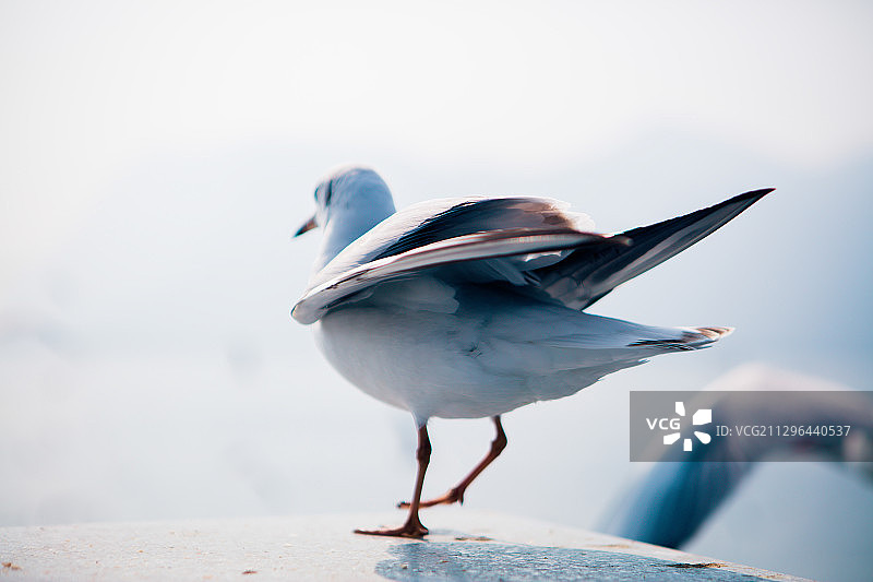 云南省昆明海埂大坝滇池海鸥图片素材