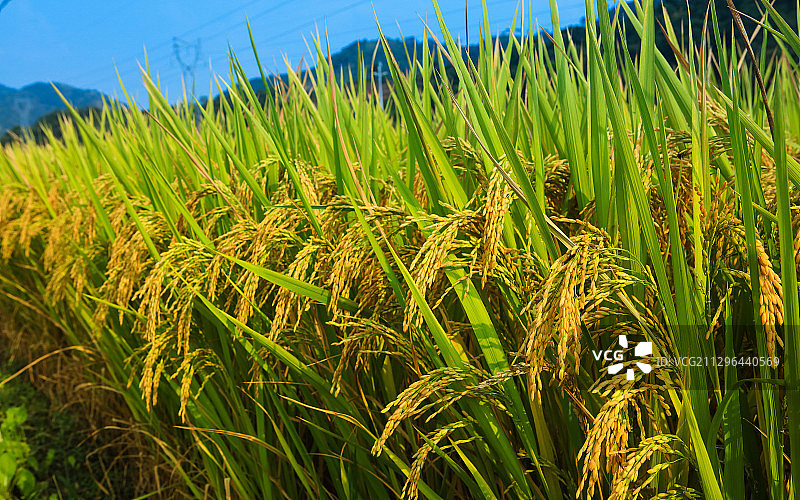 水稻稻穗特写图片素材