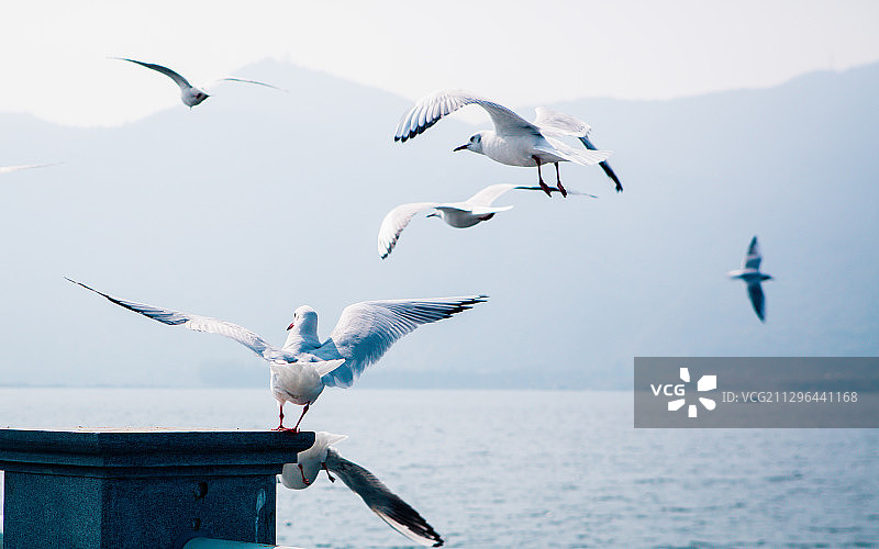 云南省昆明海埂大坝滇池海鸥图片素材
