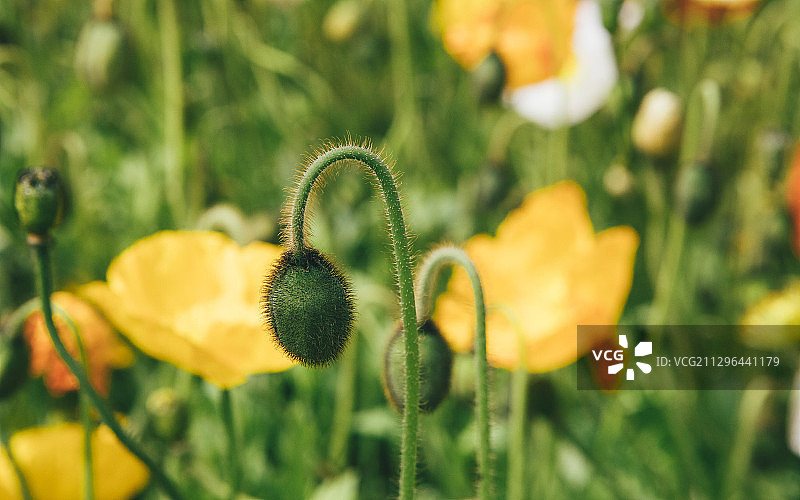 虞美人花特写图片素材