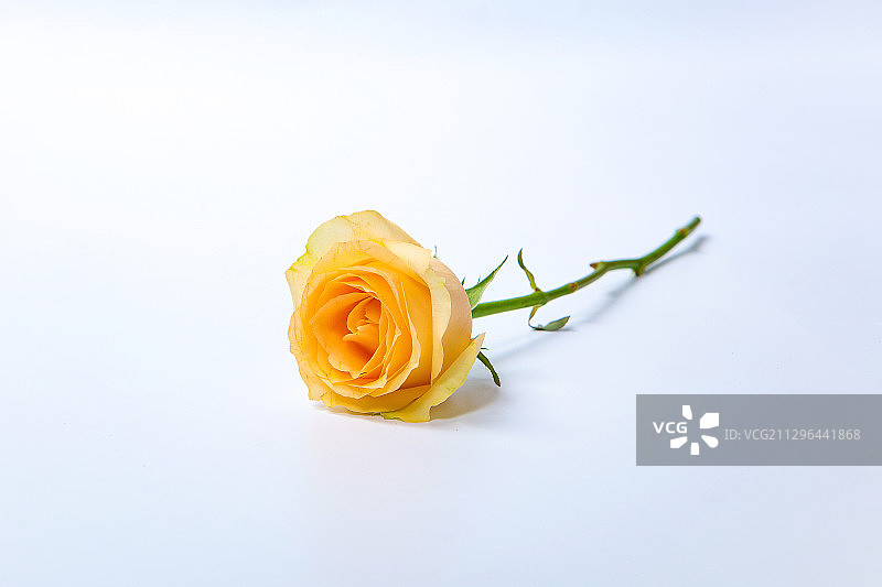 黄玫瑰特写图片素材