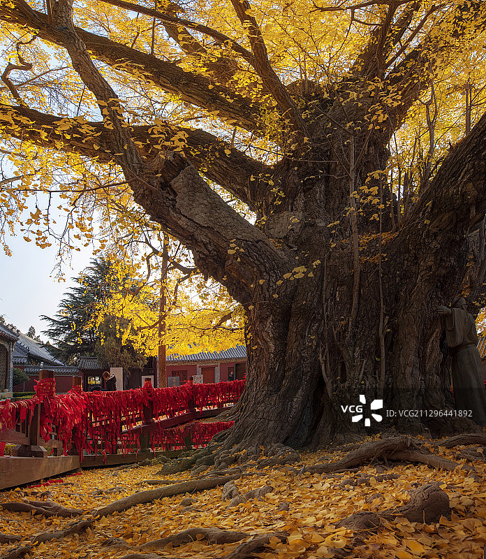 山东省日照市莒县浮来山定林寺千年银杏树图片素材