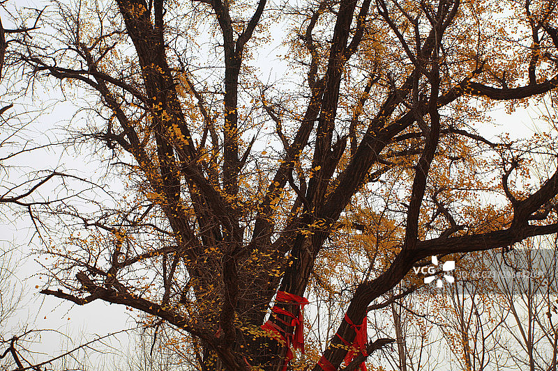 山东省日照市莒县浮来山定林寺千年银杏树图片素材