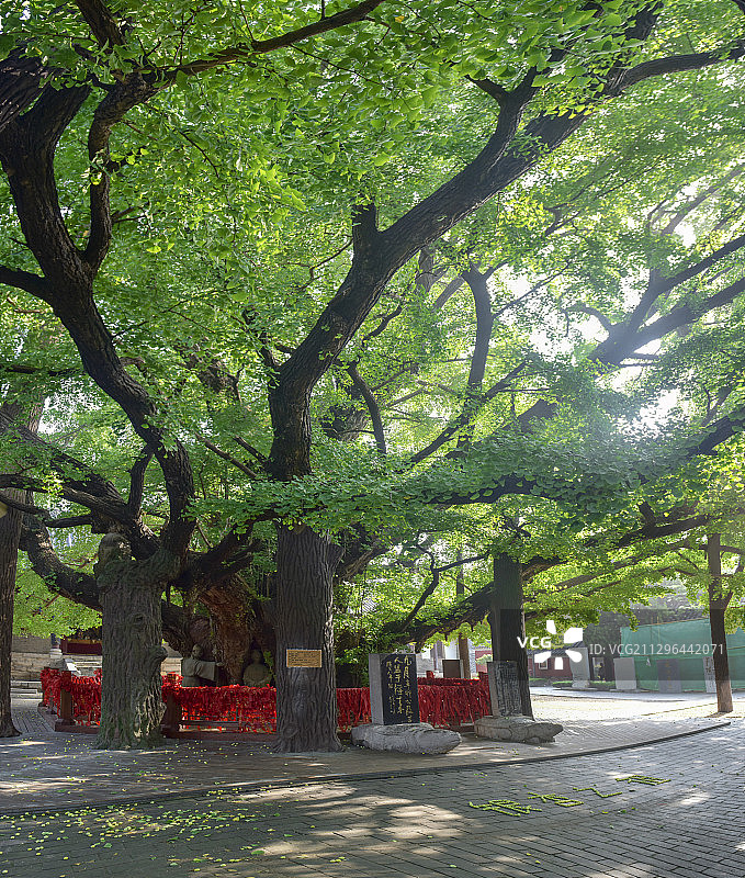 山东省日照市莒县浮来山定林寺千年银杏树图片素材