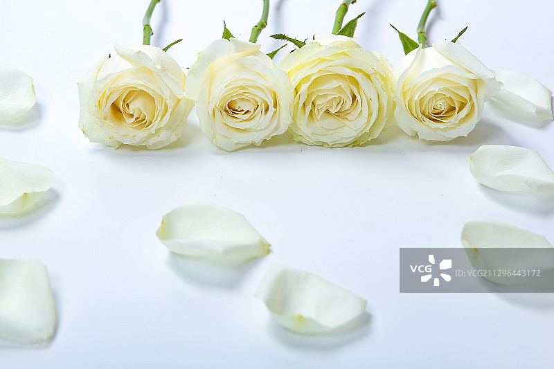 玫瑰花图片素材