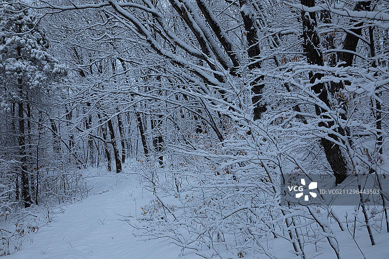 黑龙江省鸡西市兴凯湖湖岗雪松图片素材