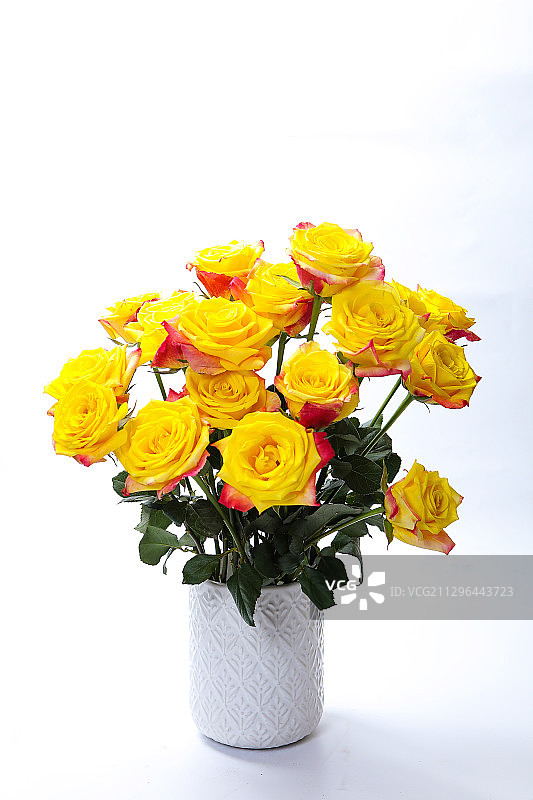 黄玫瑰特写图片素材