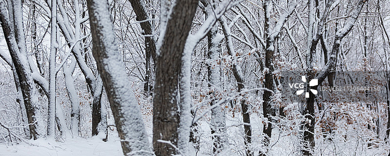 黑龙江省鸡西市兴凯湖湖岗雪松图片素材