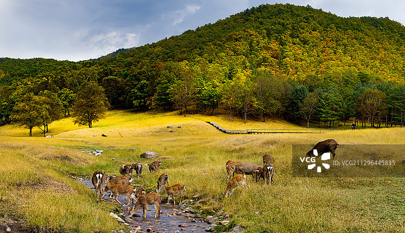 黑龙江省伊春市汤旺河鹿场图片素材