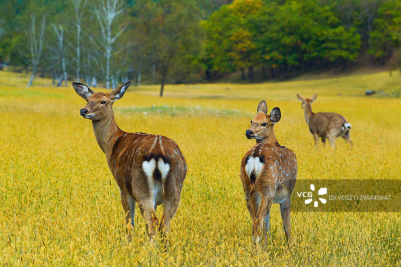 黑龙江省伊春市汤旺河鹿场图片素材