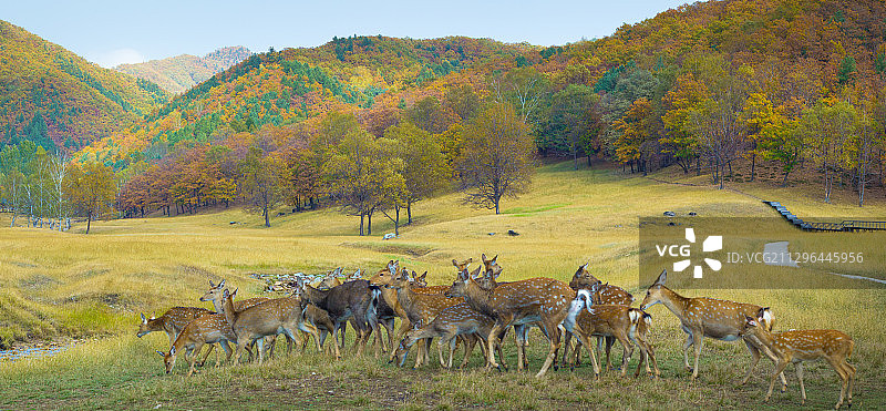黑龙江省伊春市金山屯区鹿场图片素材