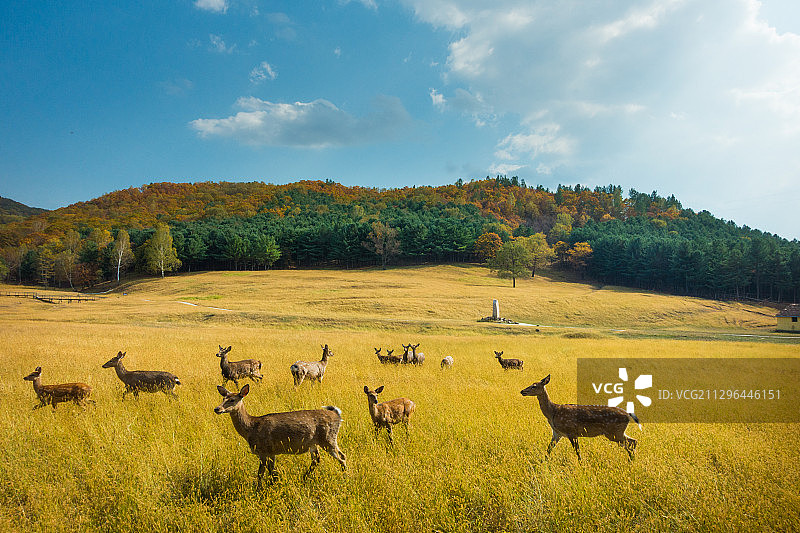 黑龙江省伊春市金山屯区鹿场图片素材