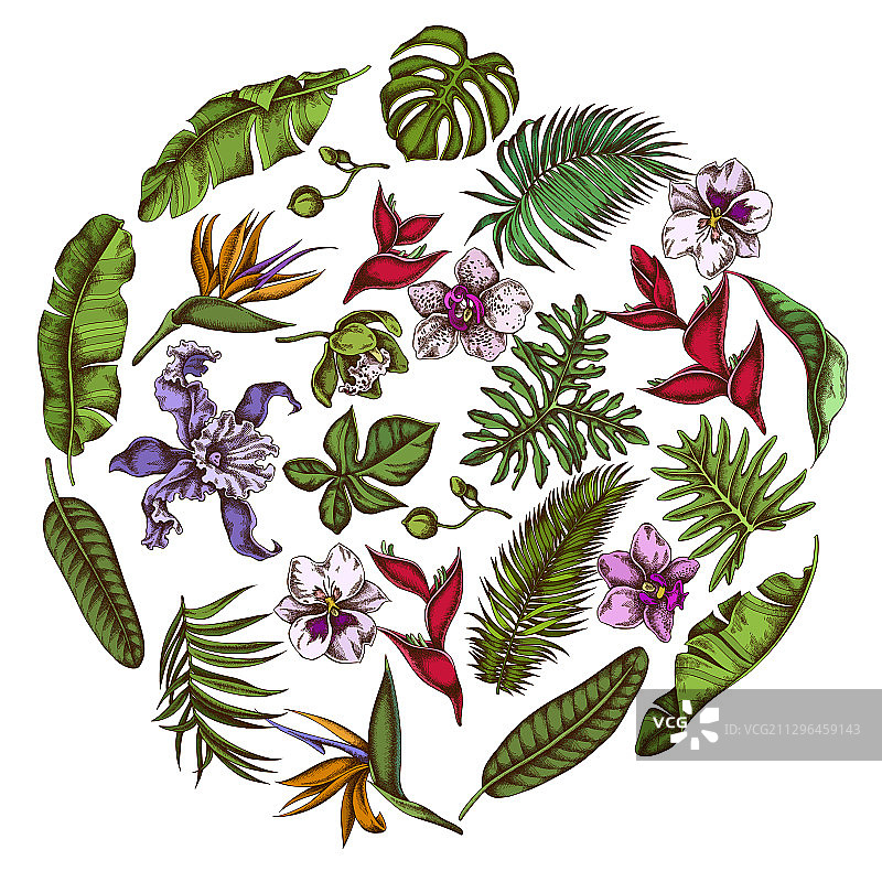 彩色龟背竹香蕉叶圆形花卉设计图片素材