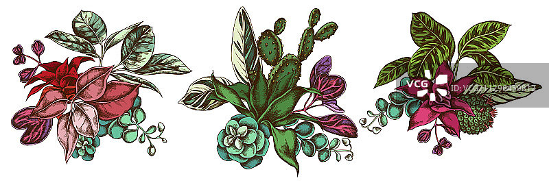 彩色花叶榕花束图片素材