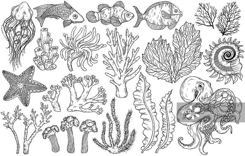 深海生物鱼类素描图片素材