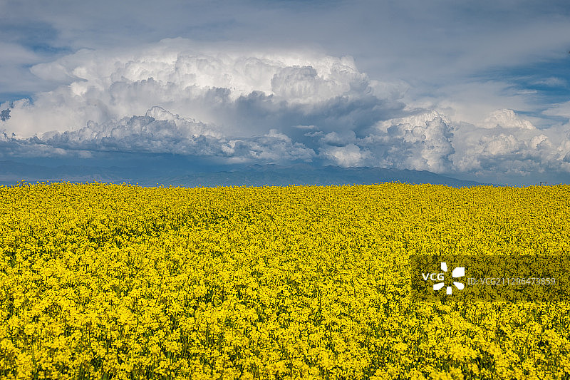 油菜花海图片素材