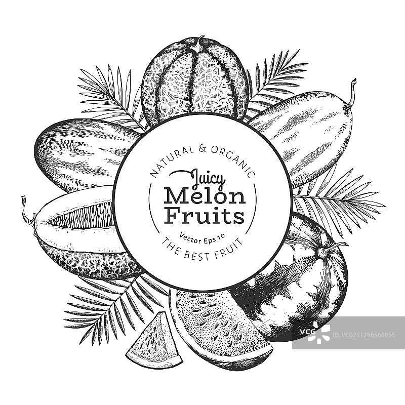 甜瓜、西瓜与热带树叶图片素材