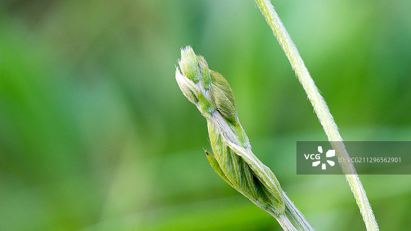 一株小草萌发的新芽图片素材