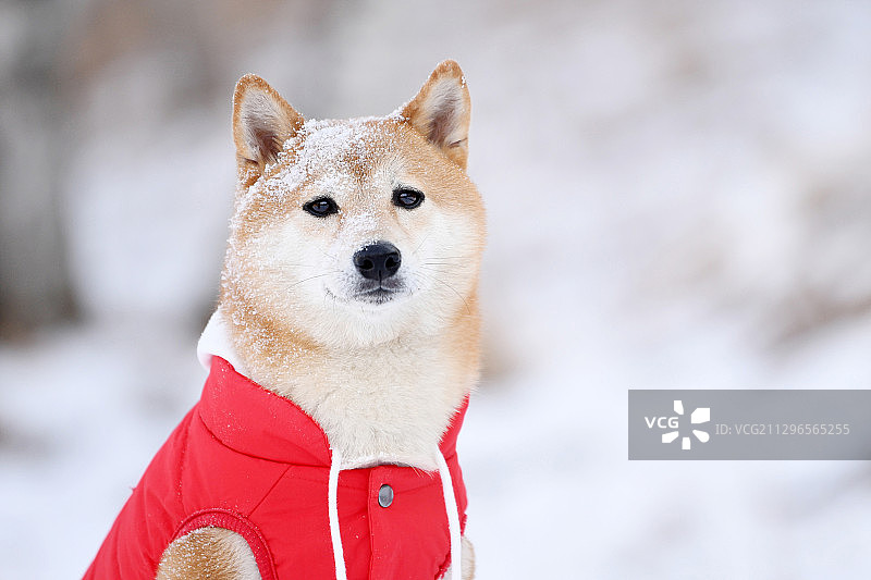 雪景里的日本柴犬图片素材