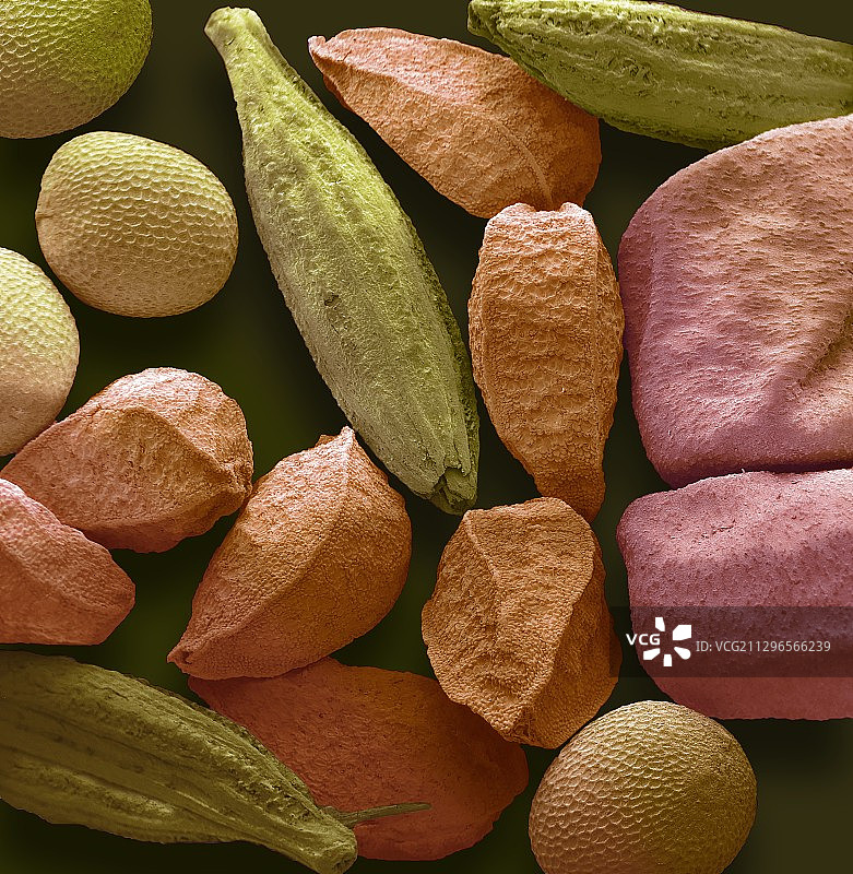 五香粉，扫描电镜图片素材