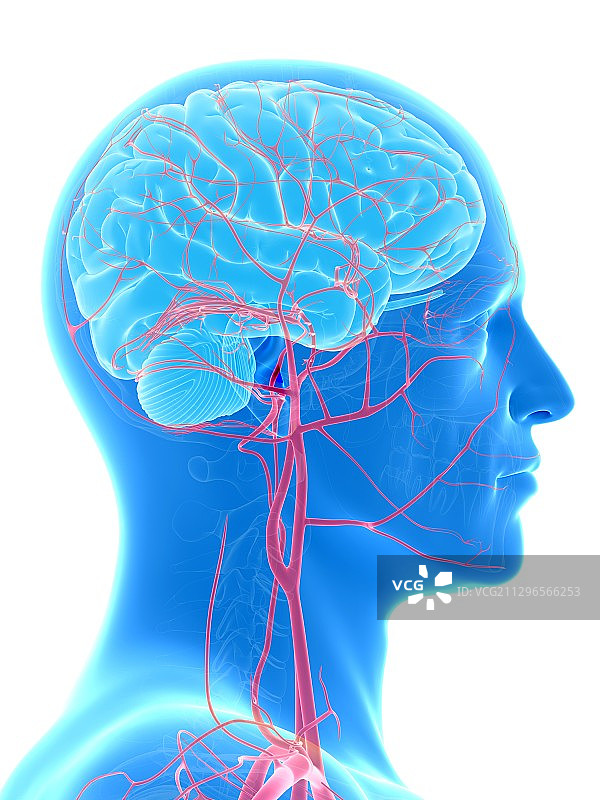 人脑与动脉插图图片素材