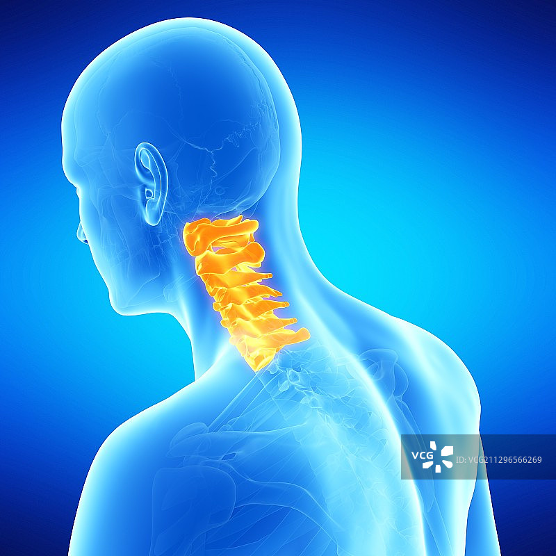 颈椎插画图片素材