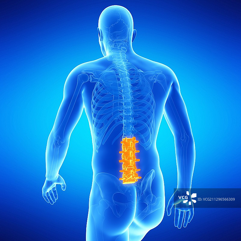 腰椎插图图片素材