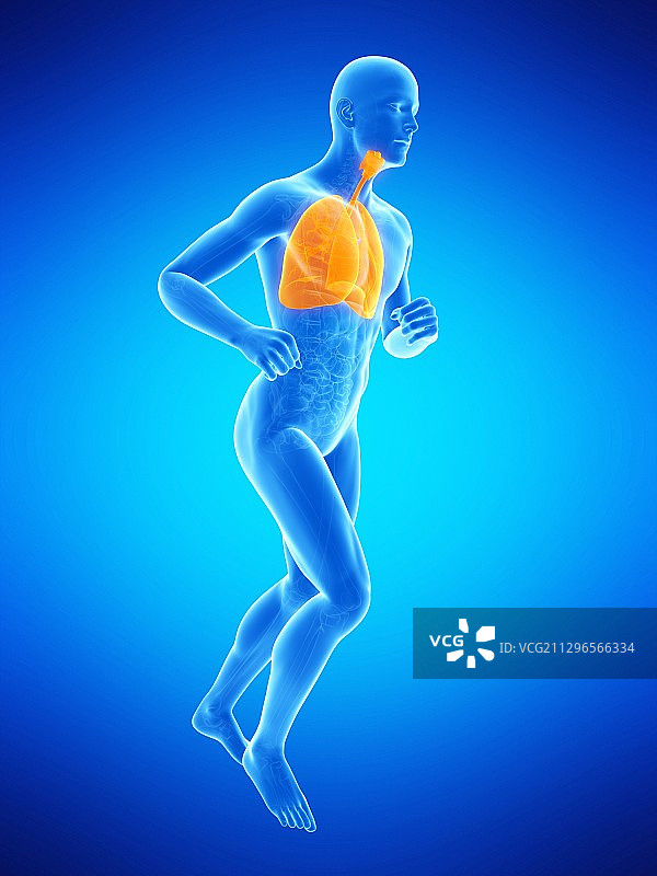 肺、插图图片素材