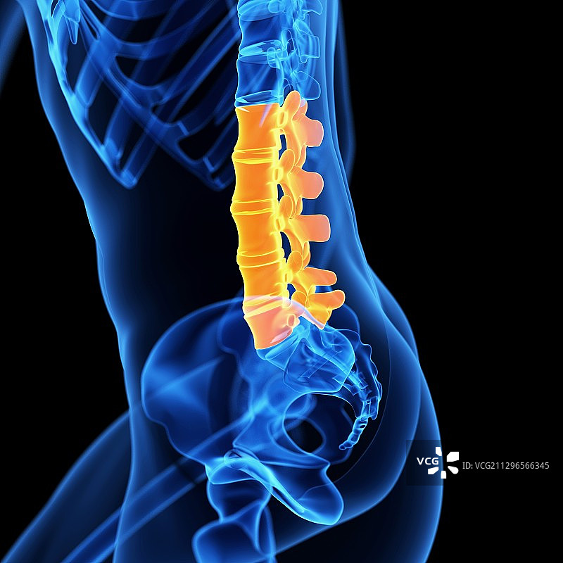 腰椎插图图片素材