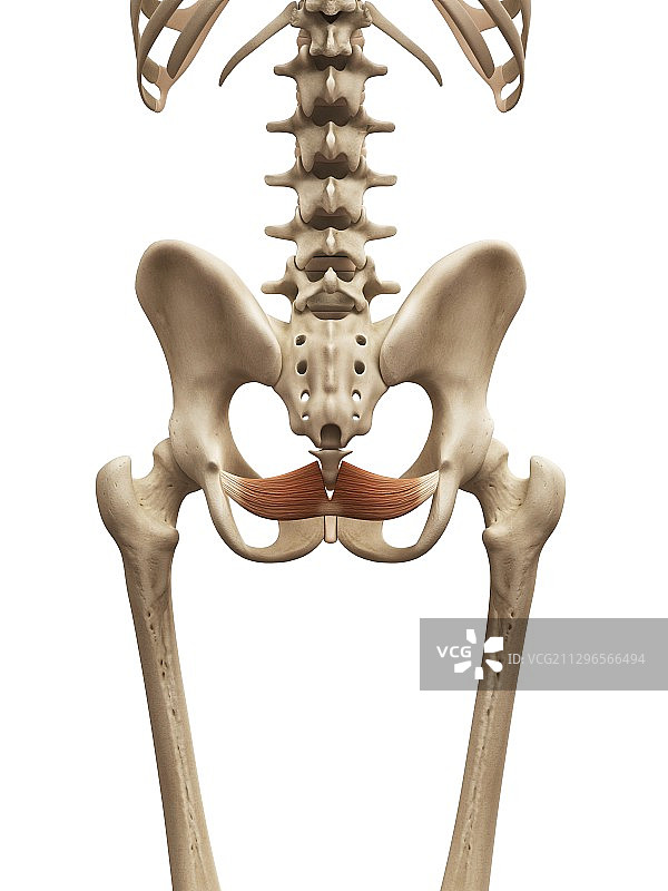 人体盆底肌插图图片素材