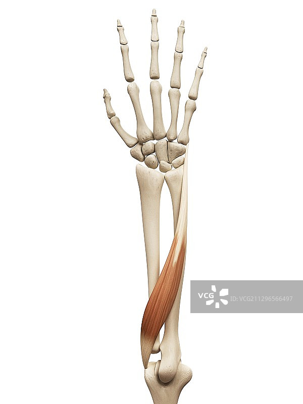 手臂肌肉插画图片素材