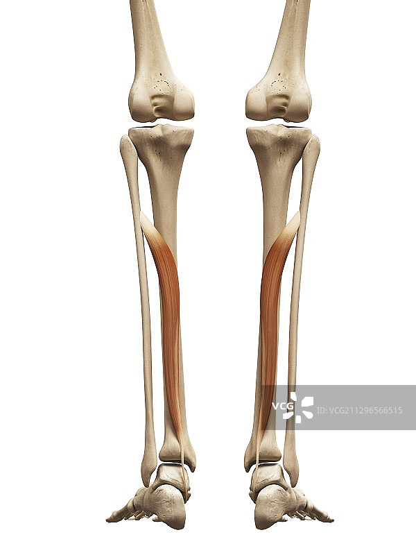 腿部肌肉、插图图片素材