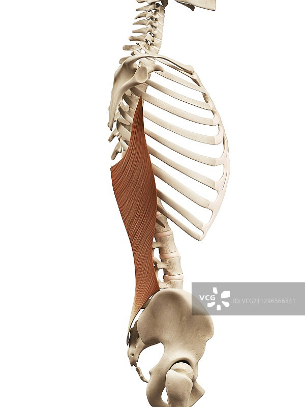 人类背部肌肉，图示图片素材