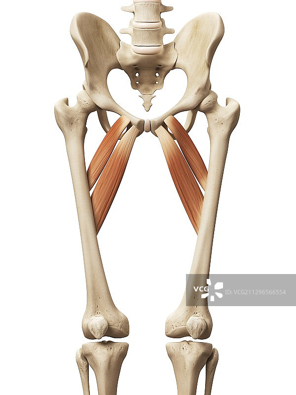 人体肌肉插图图片素材